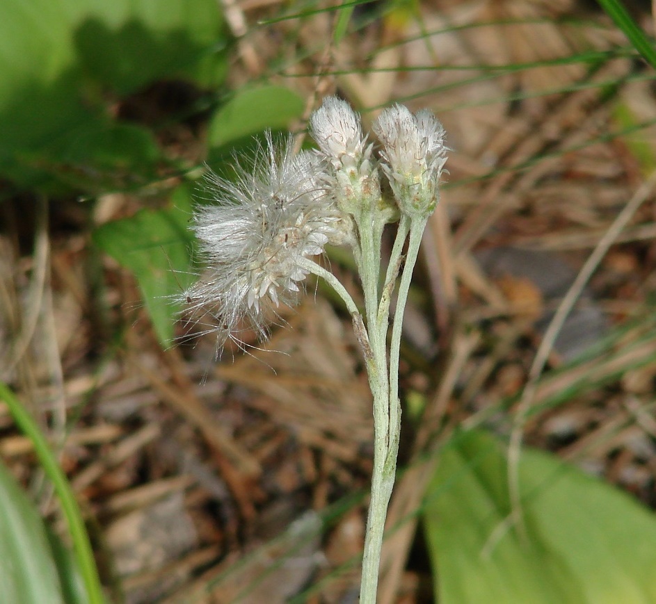 Изображение особи Antennaria dioica.