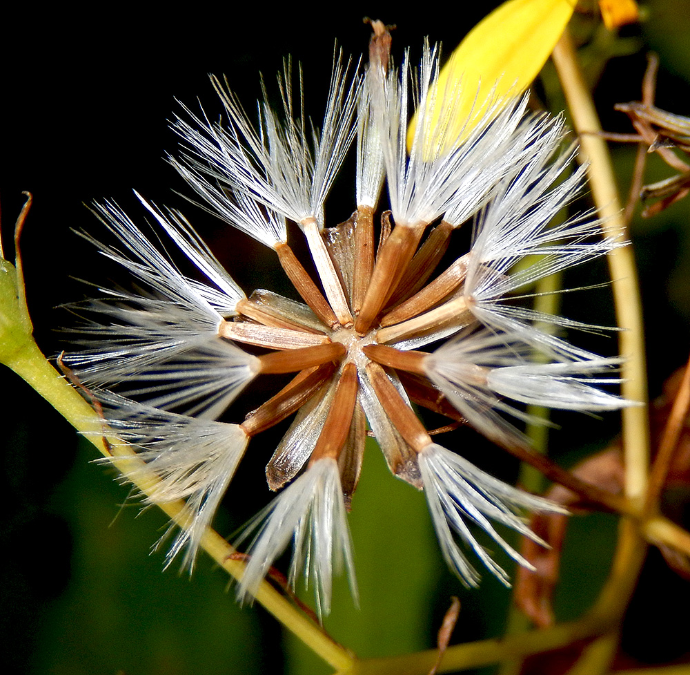 Изображение особи Senecio propinquus.