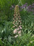 Eremurus aitchisonii
