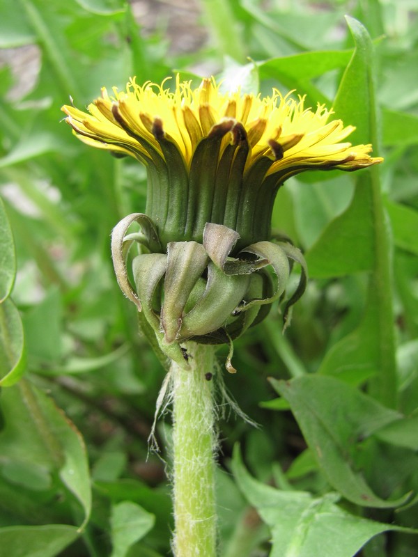 Изображение особи род Taraxacum.