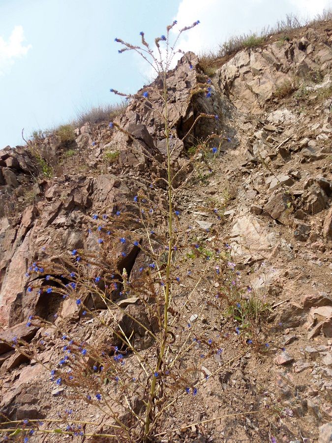 Изображение особи Anchusa gmelinii.