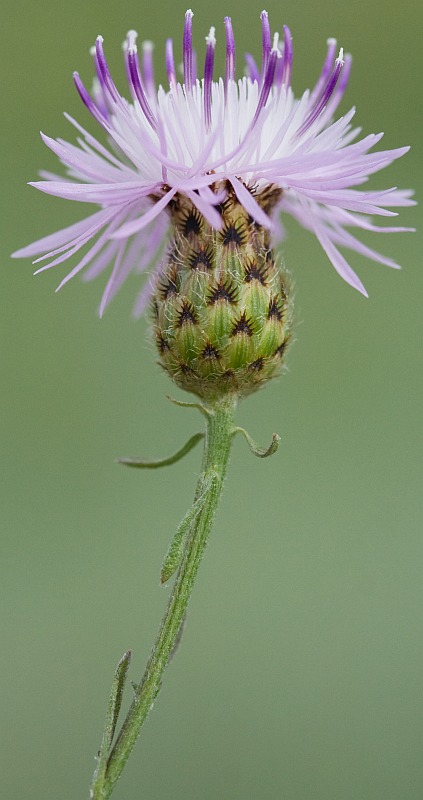 Image of Centaurea stoebe specimen.