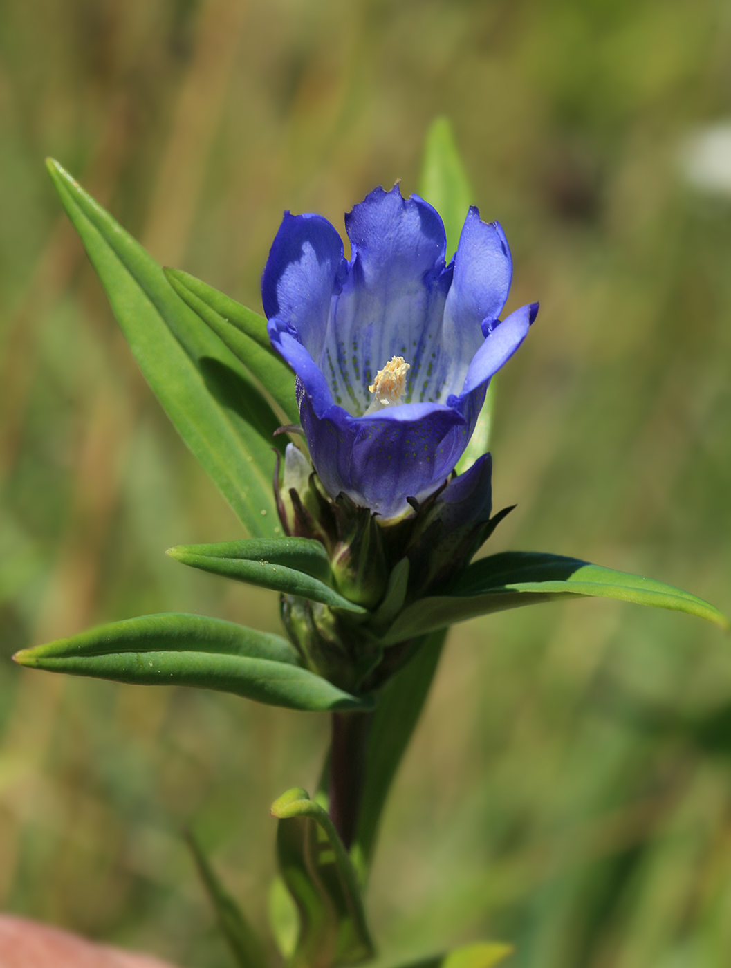 Image of Gentiana triflora specimen.