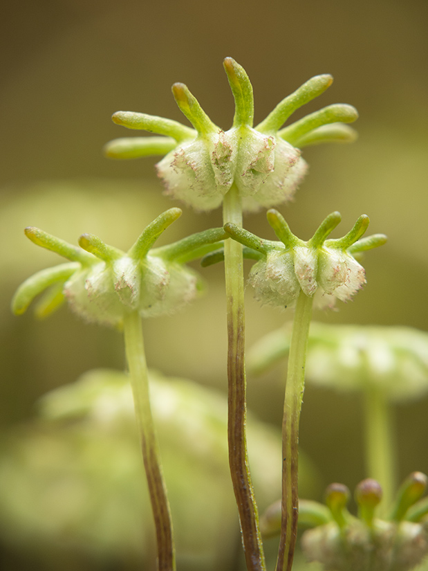 Изображение особи Marchantia polymorpha.