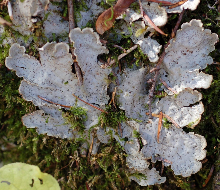 Image of genus Peltigera specimen.