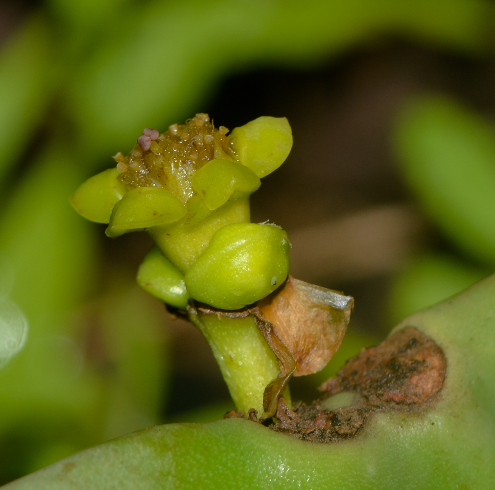 Изображение особи Euphorbia ingens.