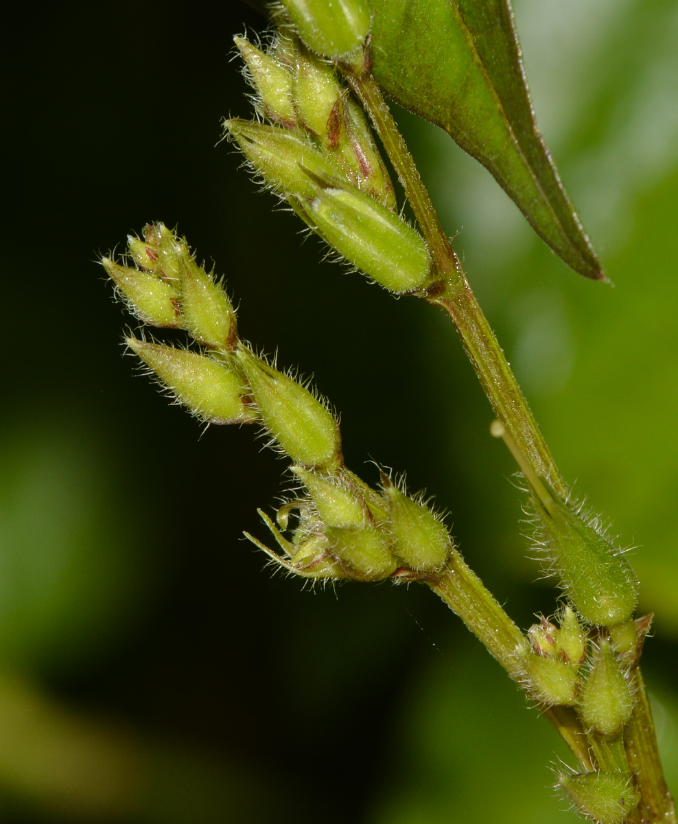 Image of Asystasia gangetica specimen.