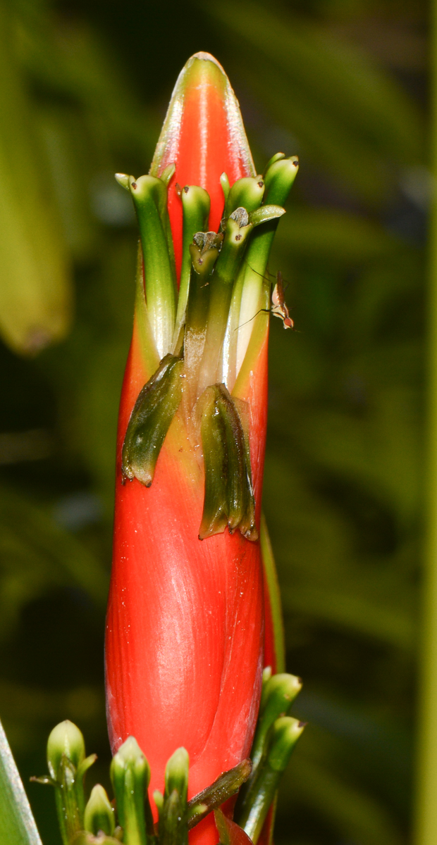 Image of Heliconia stricta specimen.