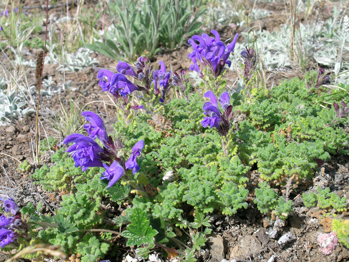 Image of Dracocephalum palmatum specimen.