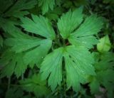 Ranunculus repens. Лист. Пермский край, Оханский р-н, Тулумбаихинское сельское поселение, Кунчурихинский бор, обочина лесной дороги вдоль смешанного леса. 17.09.2016.