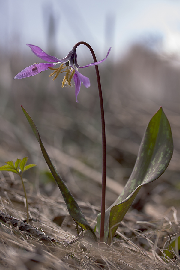 Image of Erythronium sibiricum specimen.