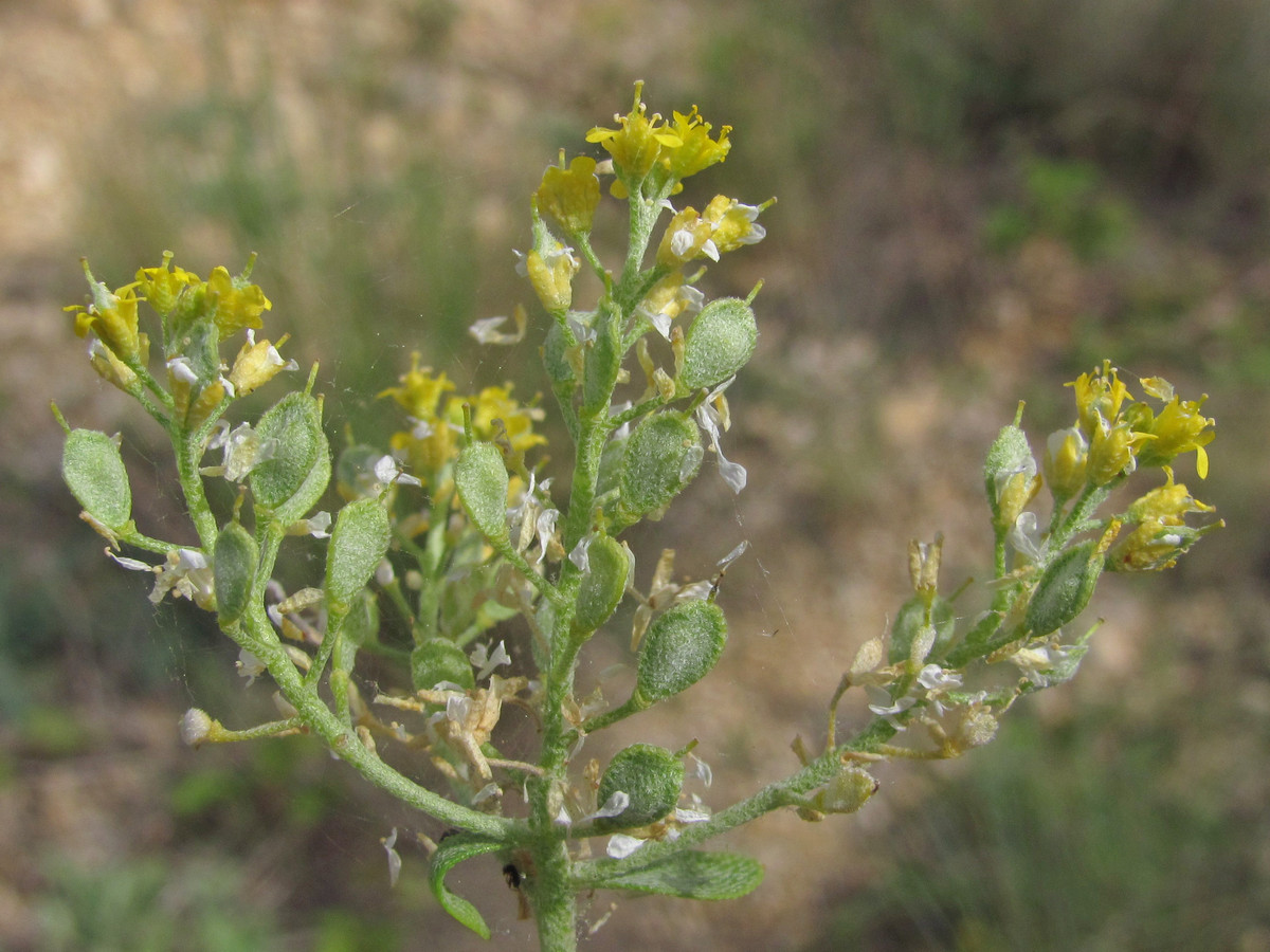 Image of Odontarrhena tortuosa specimen.