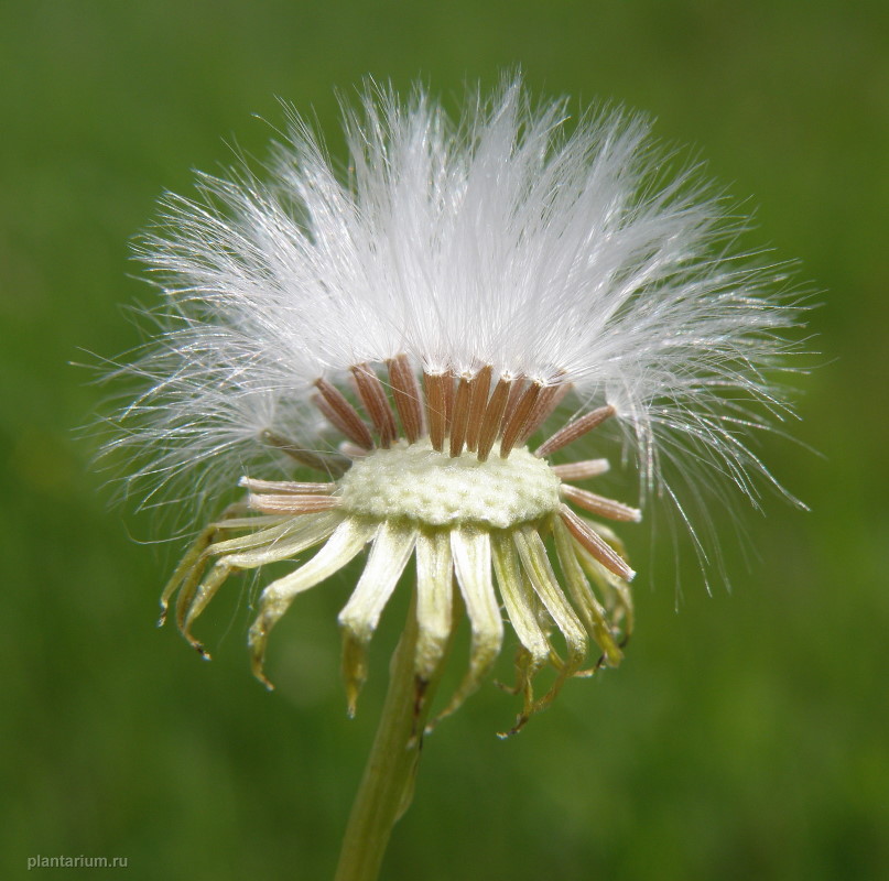 Image of Senecio vernalis specimen.