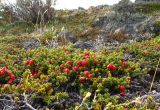 Empetrum rubrum. Плодоносящее растение. Чили, пров. Магальянес, нац. парк Pali Aike, верещатник по каменистым выходам. 16.03.2014.