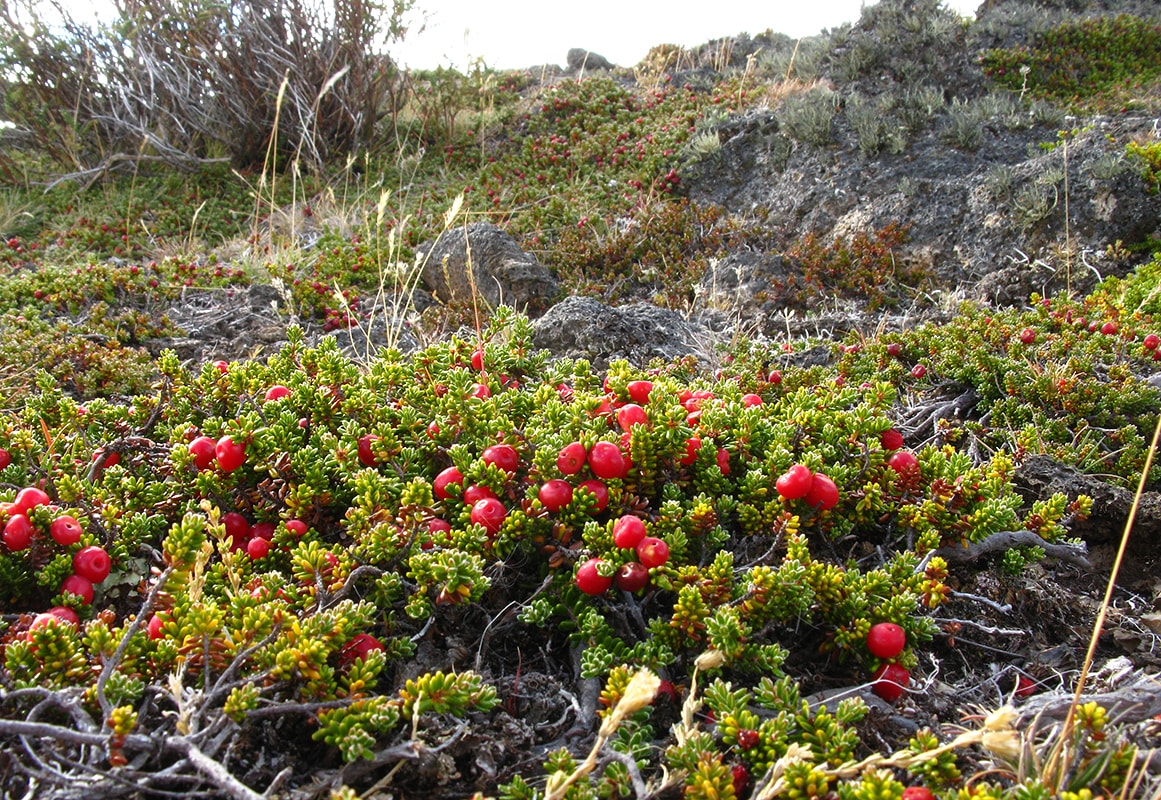 Изображение особи Empetrum rubrum.