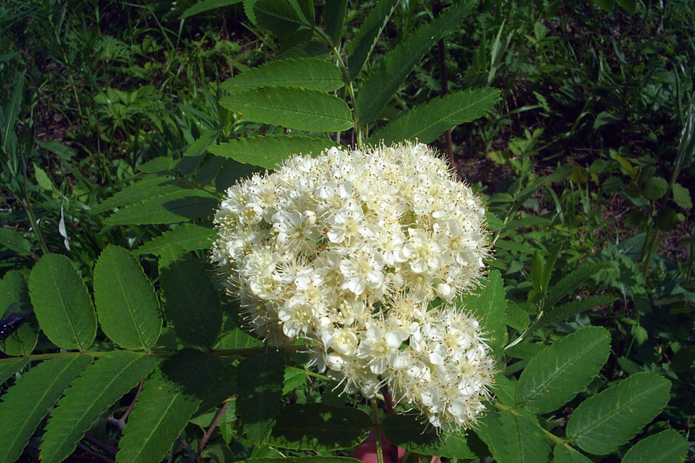 Изображение особи Sorbus sibirica.