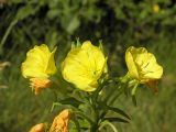 род Oenothera