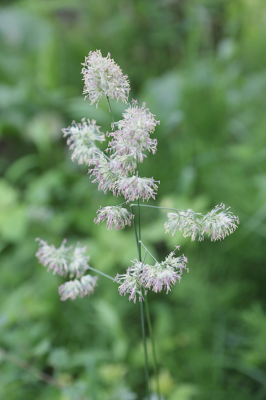 Image of Dactylis glomerata specimen.
