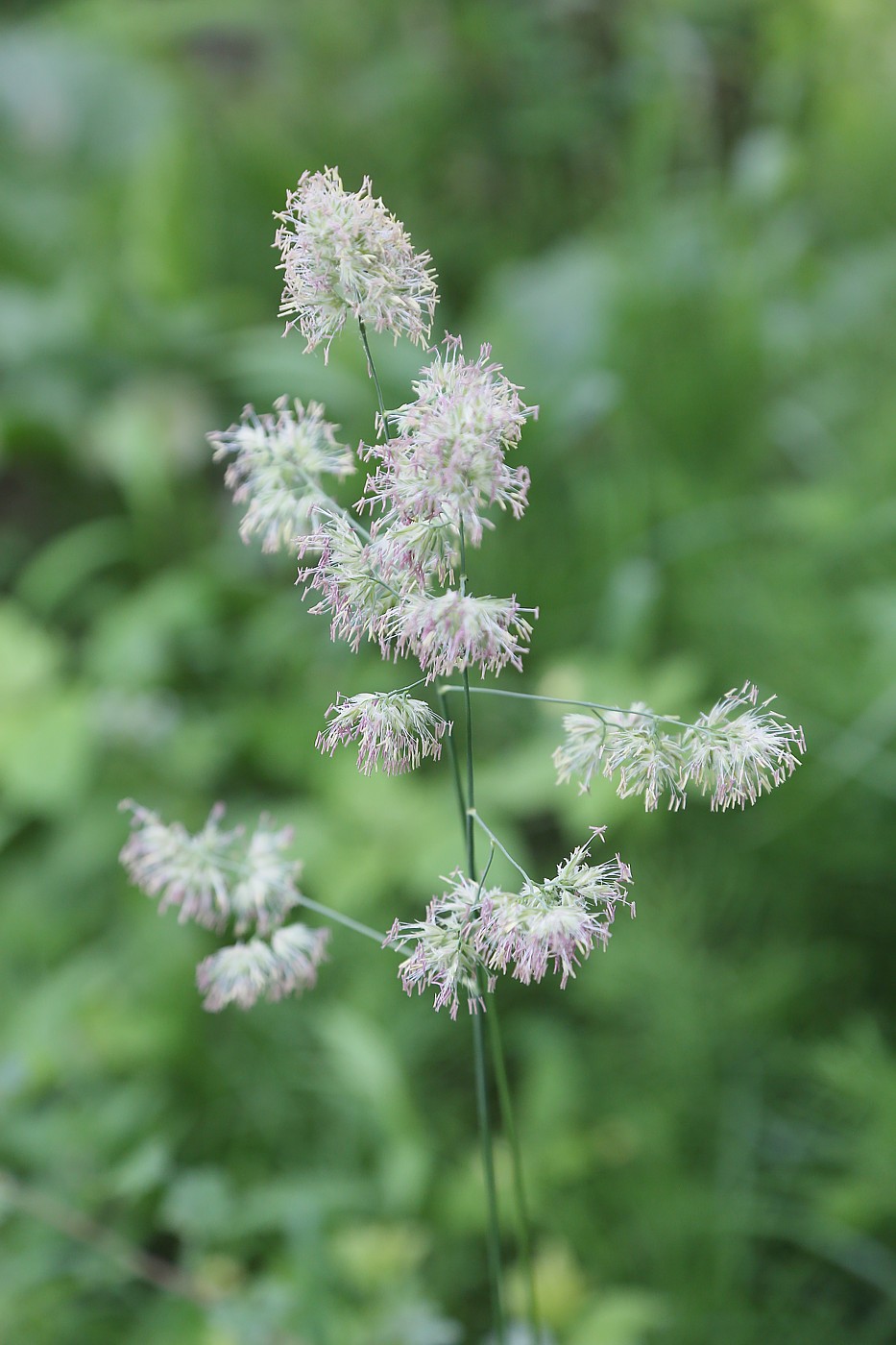 Изображение особи Dactylis glomerata.