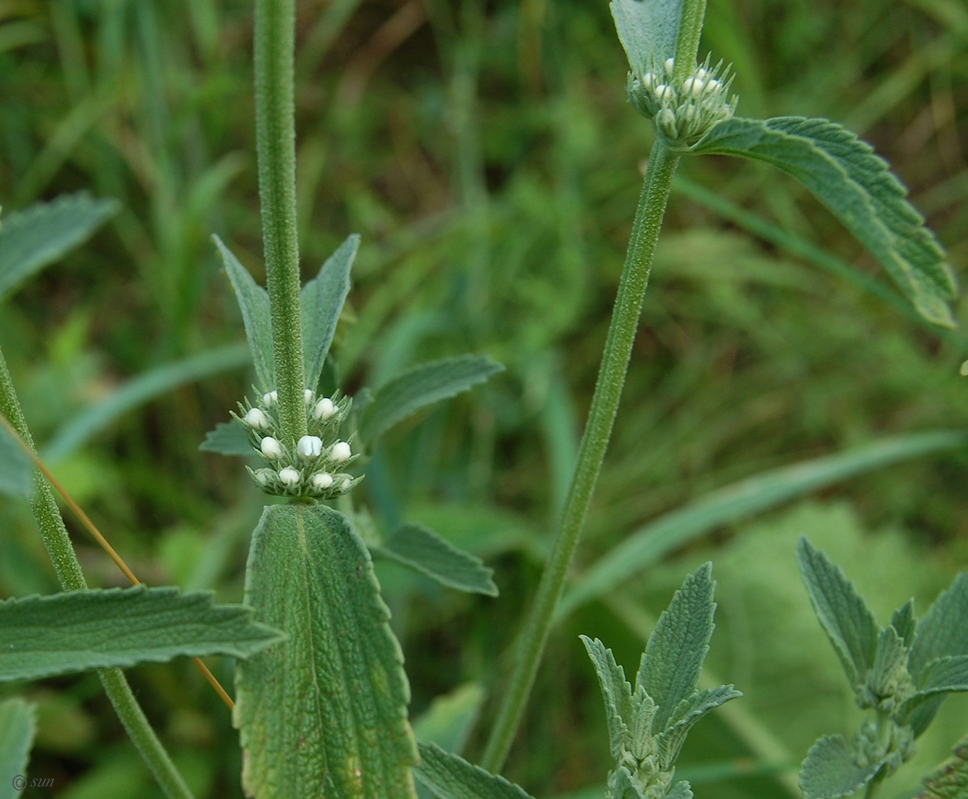 Image of Marrubium praecox specimen.