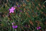 Dianthus acantholimonoides