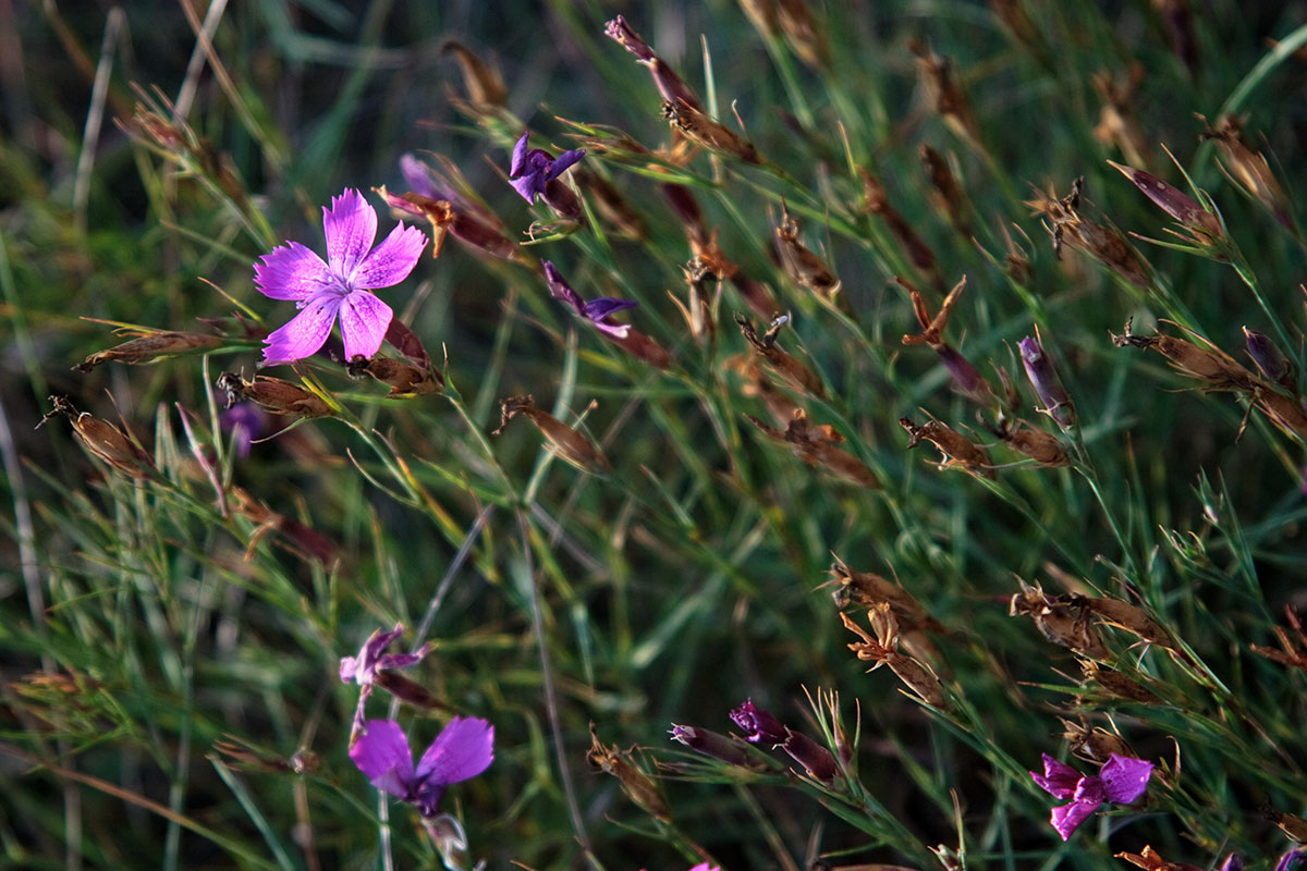 Image of Dianthus acantholimonoides specimen.