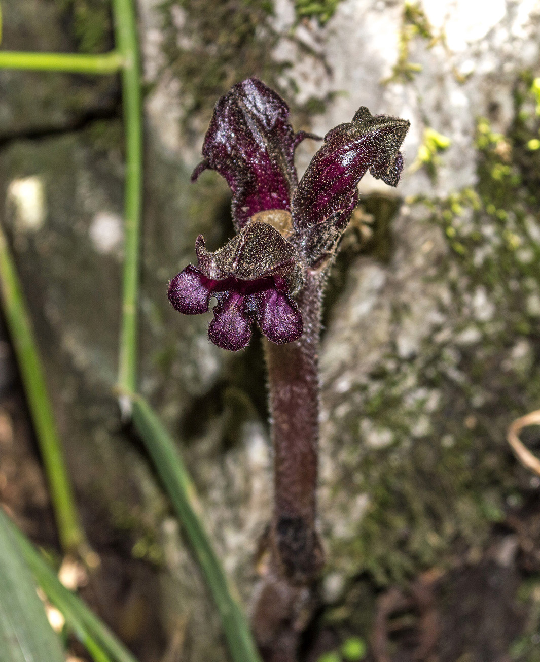 Image of Orobanche gamosepala specimen.