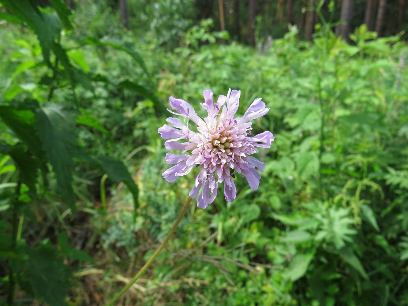 Image of Knautia arvensis specimen.