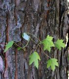 Acer saccharinum