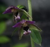 Epipactis helleborine
