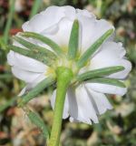 Portulaca grandiflora