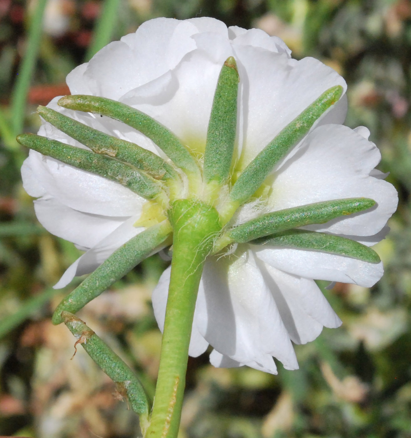 Изображение особи Portulaca grandiflora.