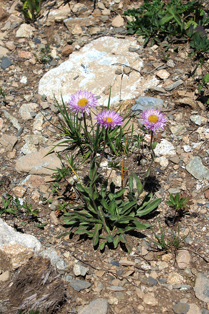 Изображение особи Erigeron venustus.