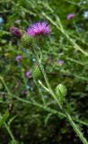 Carduus crispus