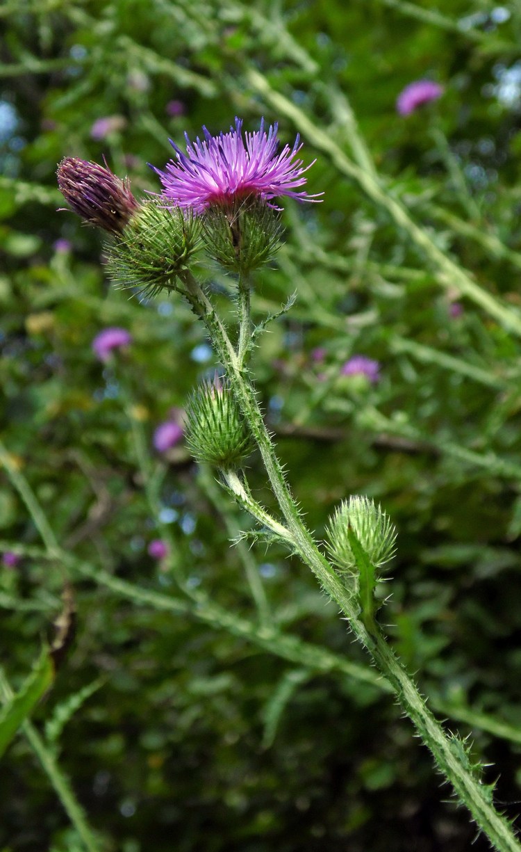 Изображение особи Carduus crispus.