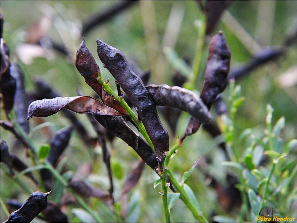 Image of Genista tinctoria specimen.