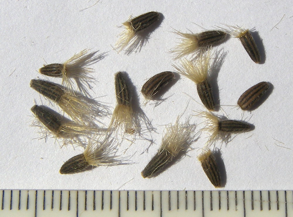 Image of Doronicum oblongifolium specimen.