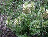 Pedicularis olgae