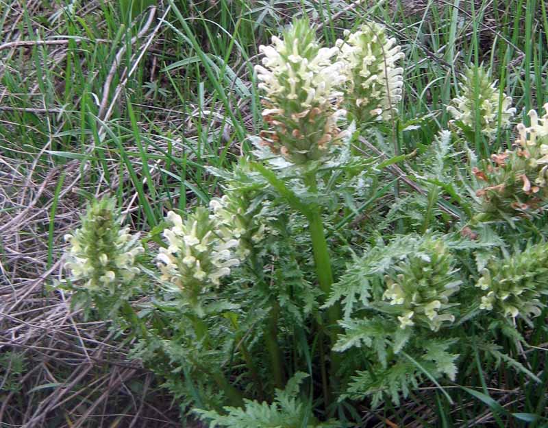 Image of Pedicularis olgae specimen.
