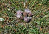 Cirsium esculentum. Цветущее растение. Таджикистан, Фанские горы, ущелье Куликалон, ≈ 2700 м н.у.м., пойменная терраса на берегу ручья. 04.08.2017.