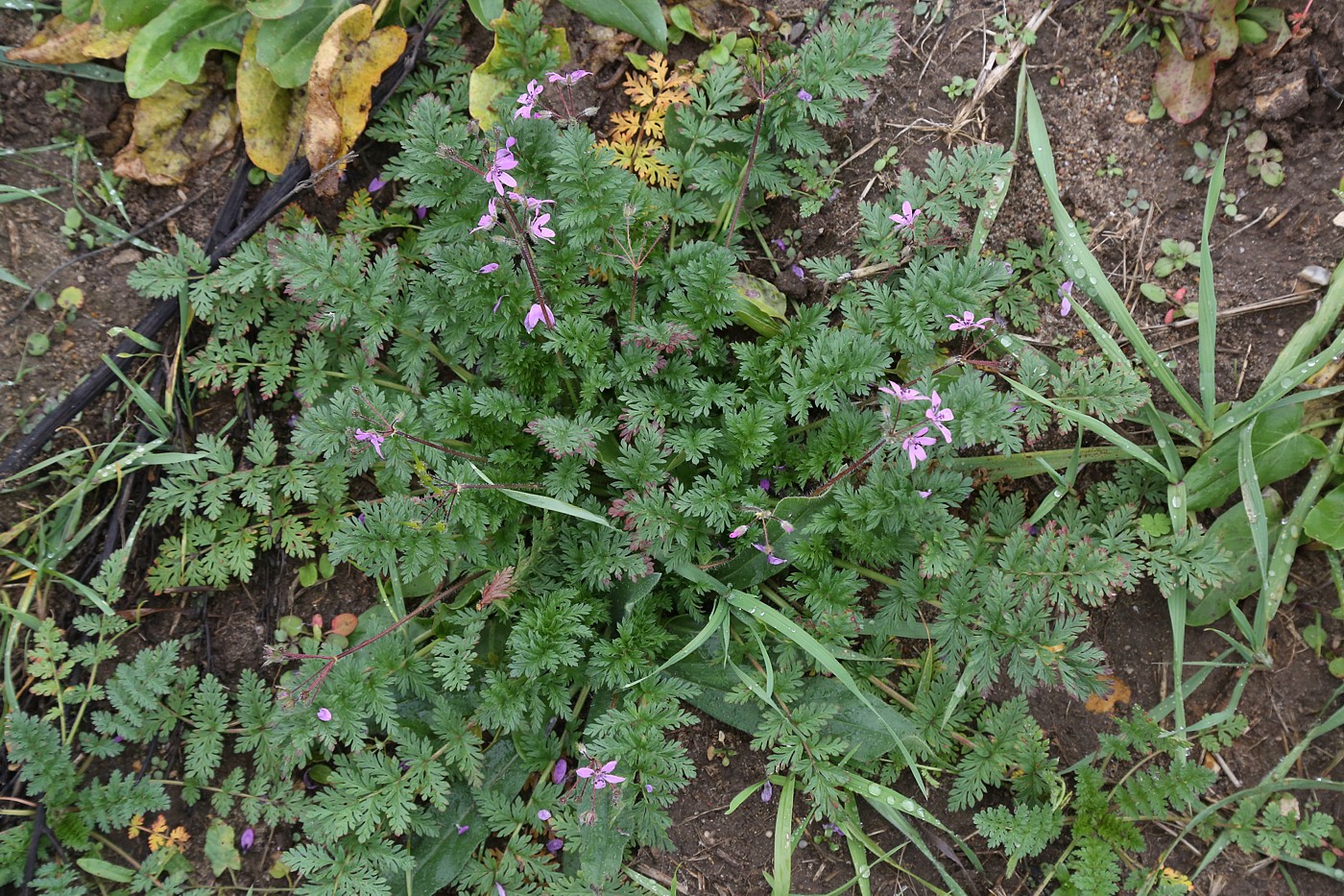 Изображение особи Erodium cicutarium.