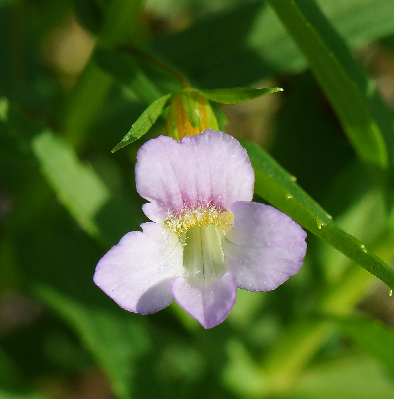 Image of Gratiola officinalis specimen.