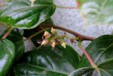 Parthenocissus tricuspidata. Соцветие с завязавшимися плодами. Ставропольский край, г. Невинномысск, территория гостиничного комплекса, в культуре. 17.10.2017.