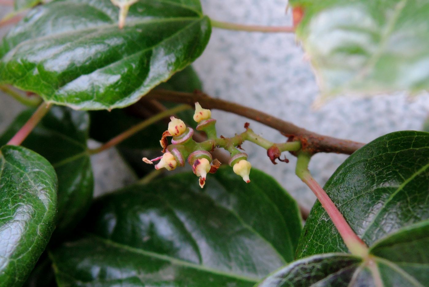 Image of Parthenocissus tricuspidata specimen.