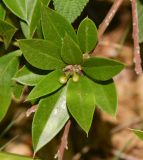 Bonellia macrocarpa