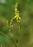 Melilotus officinalis