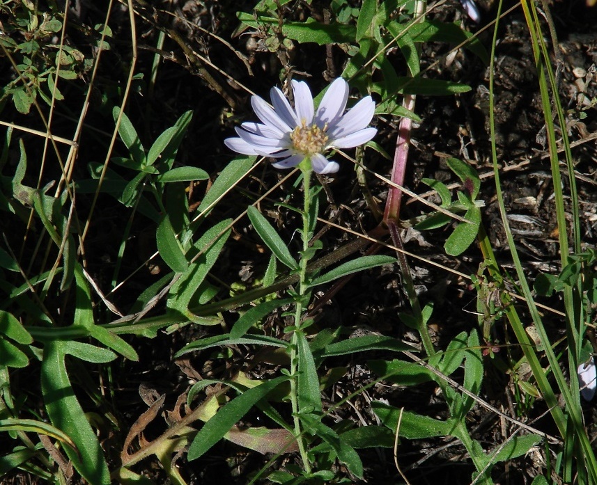 Изображение особи Heteropappus canescens.