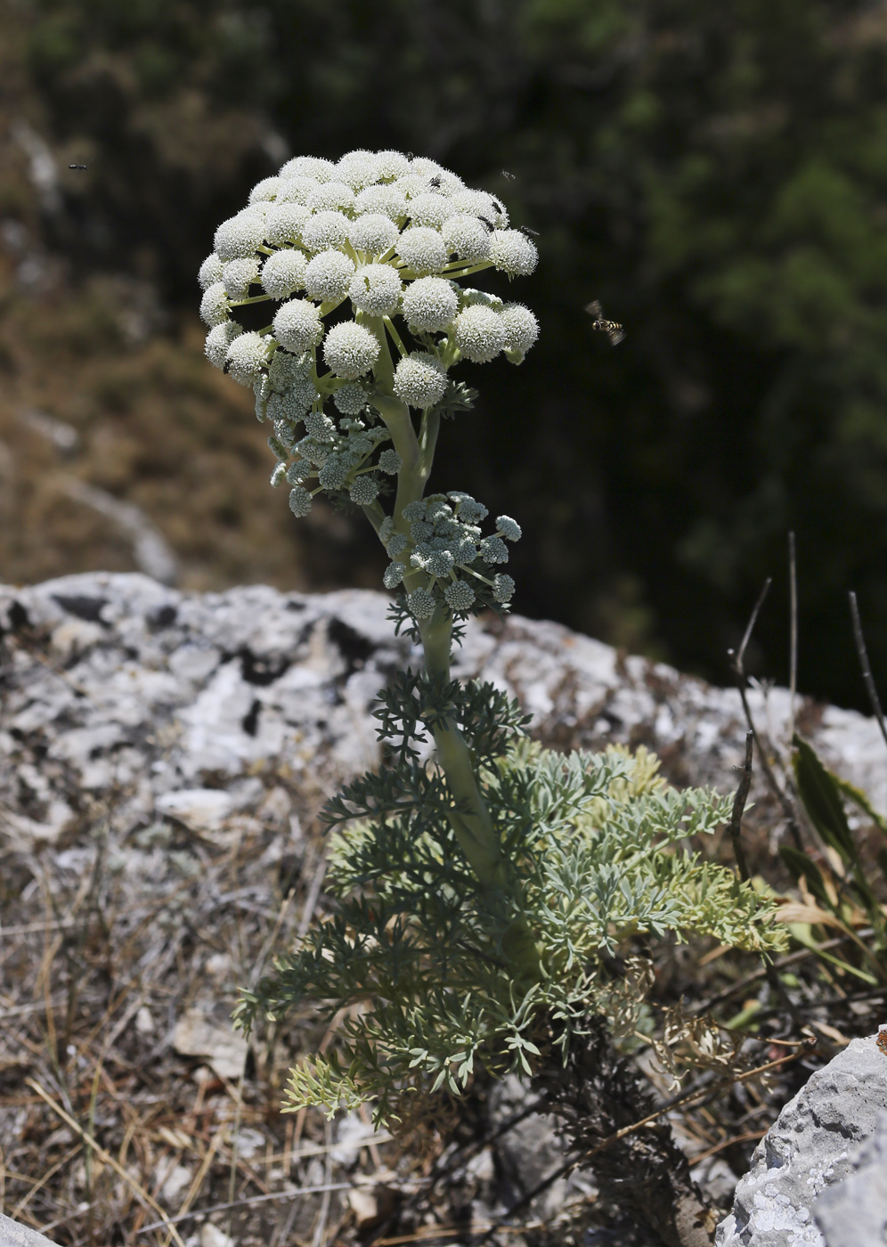 Image of Seseli gummiferum specimen.