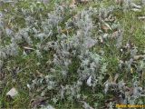 genus Artemisia. Вегетирующие растения. Украина, Николаевская обл., Николаевский горсовет, г. Николаев, Заводской р-н, Намыв, берег реки Южный Буг. 20.12.2017.