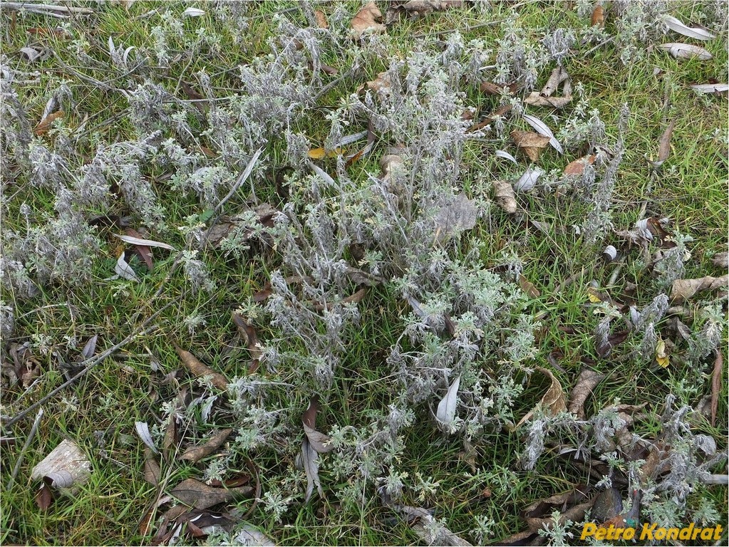 Image of genus Artemisia specimen.